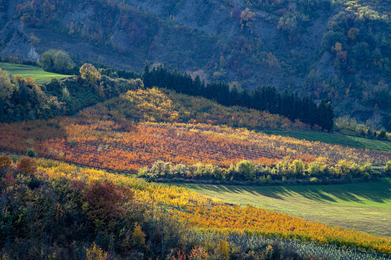 The Santerno Valley vineyards